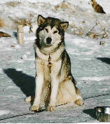 Lady  l'alpe du grand serre 2005