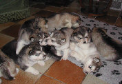 BB de Nuk et Orion  4 semaines