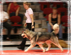 Orion CACIB BOB Besanon 2007