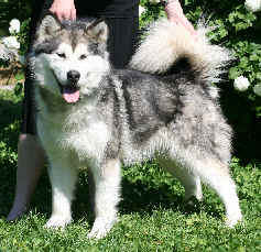 Affinity Shadow of the Wolf dit Luna