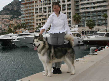 Ch Staghorn Bright Northern Star qui obtient le CACIB  l'exposition de Monaco 2009