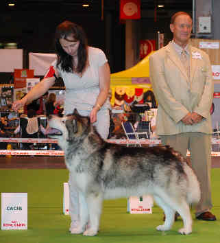 Ch Staghorn Bright Northern Star qui remporte le CACIB et fait Meilleur Mle au Championnat de France 2009  Paris (crdit photo Camille Barioz)