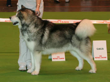 Ch Staghorn Bright Northern Star qui remporte le CACIB du Championnat de France 2009  Paris et ft dsign Meilleur Mle