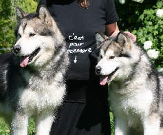 Ch.Staghorn Bright Northern Star dit Orion  gauche et Affinity Shadow of the Wolf dit Luna  droite