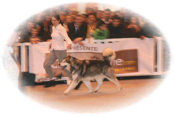 Ch staghorn Bright Northern Star termine 3me de la classe champion