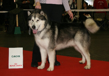 Orion obtient le CACIB et termine meilleur de race à la spéciale de Metz 2008