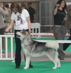 Ch Staghorn Bright Northern Star au championnat de France 2007