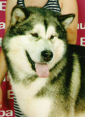 Orion au championnat de France au Bourget 2006 (1er EXC)