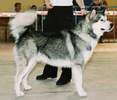 Orion  la nationale d'levage 2005 (2me EXC Classe Jeune)  - Crdit photo AMCF