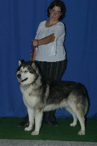 Orion  l'exposition d'Orlans prsent par Sandrine Lefvre (1er CACS-RCACIB Spciale malamute)