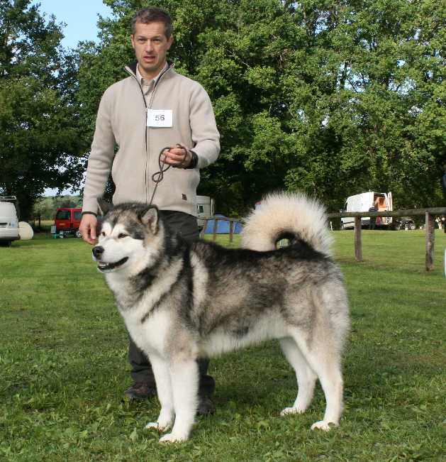 Ch Bright Northern Star's Amarok