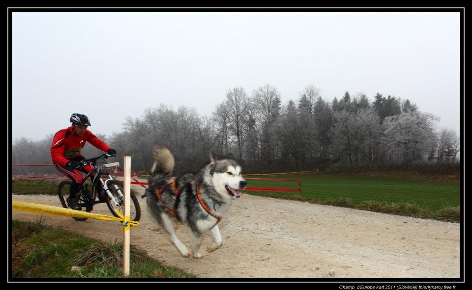 Jean-Michel avec Amarok qui remporte la médaille d'or au championnat d'europe - catégorie VTT 1 chien