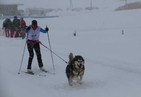 Anne en catgorie SJ F avec  Bright Northern Star's Amarok 