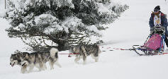 Sandrine avec Zara, Vintuka et Orion au BT de l'Alpe du Grand Serre 2008 (1re manche)