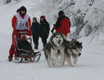Camille avec Baltik et Cheyenne - Alpe du grand serre 2010
