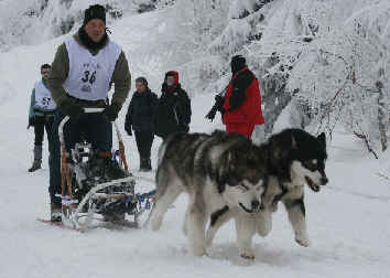 Laurent avec Amarok et Ikouma - Alpe du grand serre 2010