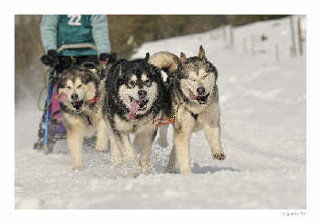 Damien avec Kala, Vintuka et Orion au Lac Blanc 2010