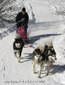 Denis avec Valmy, Vintuka et Taro
