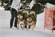 Fred avec Malouk et Tara