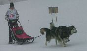 Brevet de travail : Sandrine, Wolf et Lady