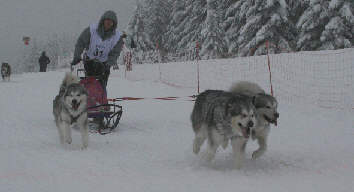 Damien avec Lady, Orion & Vintuka au brevet de travail au Plateau du Retord 2009