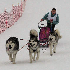Orion (CACT), Vintuka (CACT) et Lady au BT du Lac Blanc 2006 (Photo Brigitte DEGRAEVE)