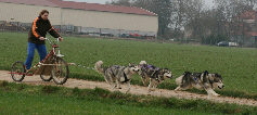 Lady, Vintuka et Orion  l'entrainement