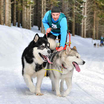 Eric avec Balto et Charlie - Lac Blanc 2010