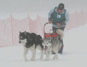 Eric avec Balto et Charlie - 4 me place au brevet de travail au Lac Blanc 2009