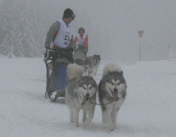 Jean-Michel  avec Amarok et Cyra - 1re place au brevet de travail au Plateau du Retord 2009 