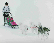 Nyorka, Oliday et Lady  mi-distance de Meaudre 2005