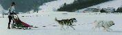 Nyorka, Oliday et Lady  la mi-distance de Meaudre 2005