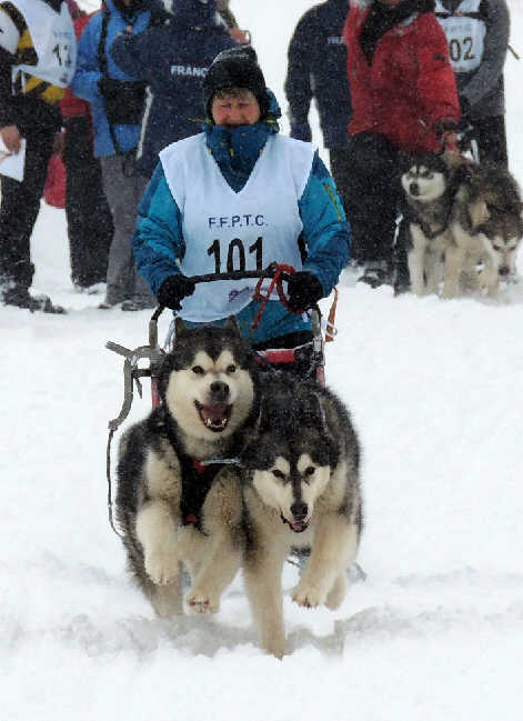 P'tit Joe avec FOR EVER SNOWY HOPI OF SELAWIK RIVER et FOR EVER JOYFUL ALOO-KI OF SELAWIK RIVER