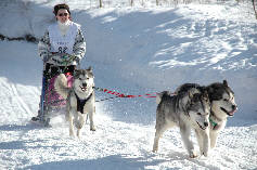 Vintuka au traneau  gauche en tte avec Orion  droite au BT de l 'Alpe du Grand Serre 2009 avec Lady et Sandrine