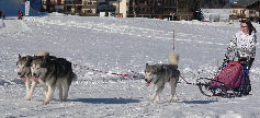 Vintuka  gauche avec Orion en tte  droite au BT de l'Alpe du Grand Serre 2009 avec Lady et Sandrine