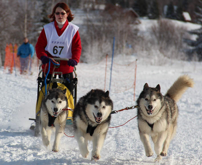 Sandrine termine 1ère du championnat Sprint AMCF à l'Alpe du Grand Serre 2013 avec Orion, Vintuka et Chana