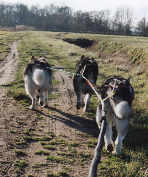 Entrainement au kart Wolf, Machka et Zara