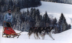 Damien avec Wolf et Zara