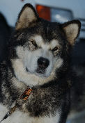 Wolf  Mgve