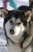 Zara  la neige