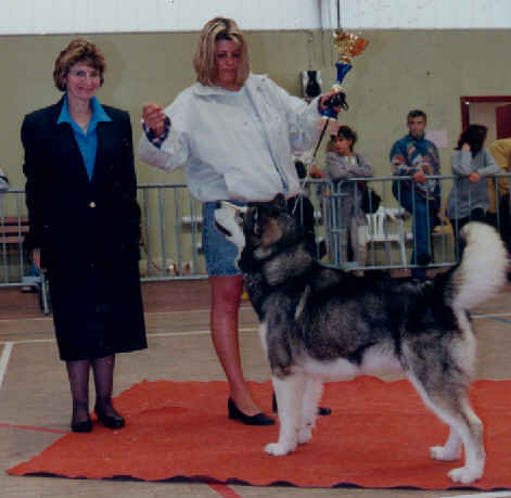 Multi BISS CH Cold Valley's Silentwolf