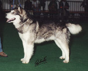 Ch Cold Valley's Silentwolf (A)