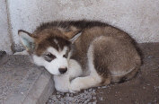 Wolf bb