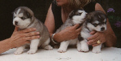 Wolf bb
