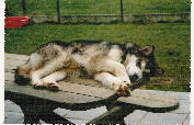 Wolf