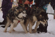 Zara et Wolf BT La Joue Du Loup 2003
