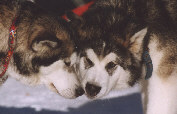 Zara et BNS Thunder Megve 2003